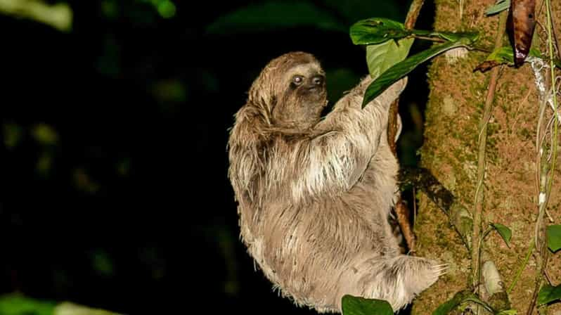 manuel antonio night tours jungle adventures