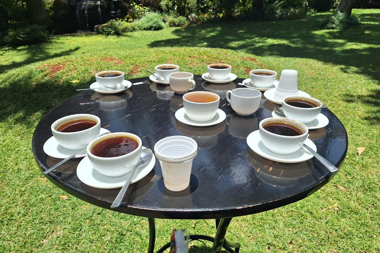 Nairobi: Fairview Coffee Estate Tour with Transfers