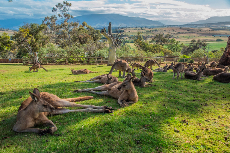 3D Tasmaniens höjdpunkter: Hobart, Port Arthur och Bruny Island