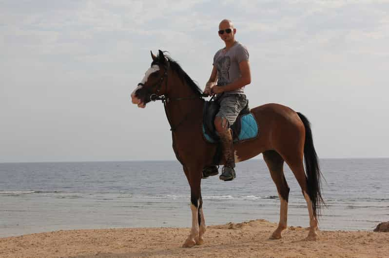 Hurghada: Sea & Desert Horse Tour, Stargazing, Dinner & Show | GetYourGuide