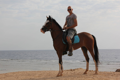 Hurghada : Excursion à cheval dans la mer et le désert, observation des étoiles, dîner et spectacleGroupe privé : Promenade à cheval d'une heure