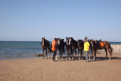 Hurghada : Excursion à cheval dans la mer et le désert, observation des étoiles, dîner et spectacleGroupe privé : Promenade à cheval d'une heure