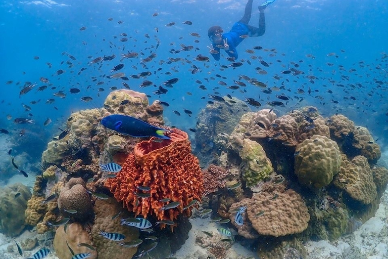 Bangkok: Nemo Island Dagsutflykt till Nemo Island med drönarfoton och lunchNemo-ön &amp; Big Buddha i Pattaya - upphämtning i Bangkok