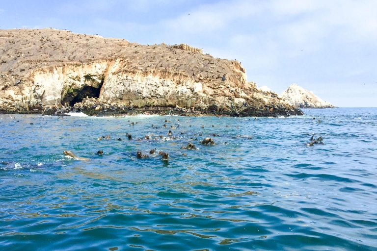 Islas Palomino: nada con leones marinos en océano PacíficoTour con recogida y regreso al hotel