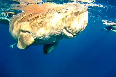 Marsa Alam: Private Snorkeling Trip with Dugong and Turtles