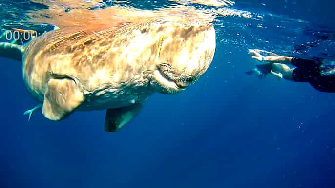 marsa alam snorkeling trip with dugong and turtles