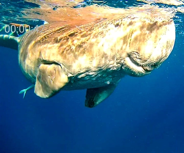 Marsa Alam: Privater Schnorchelausflug mit Dugong und Schildkröten