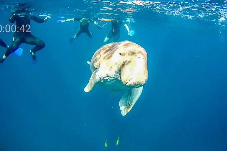 Marsa Alam: Prywatna wycieczka z rurką z Dugongiem i żółwiami