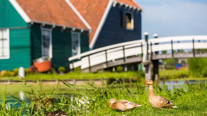 marken volendam private halfday tour from amsterdam