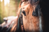 Banff, 2 jours de la nuit dans l'arrière-pays Lodge Voyage par Horseback - Hizvo