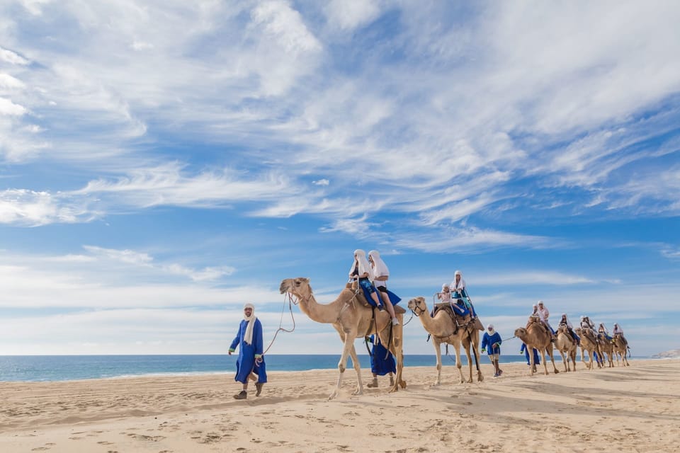 Los Cabos Safari Dos De Chameau Dans Le D Sert Et En Mer Avec