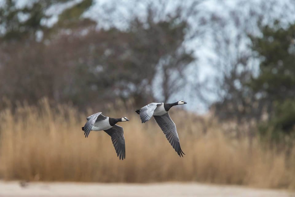 Canada goose outlet en vente