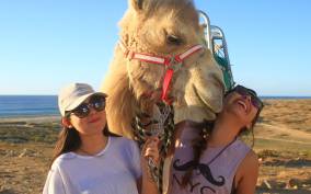 Los Cabos: Desert & Sea Camel Safari Tour with Lunch