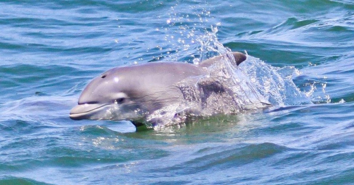 dolphin watching cruise atlantic city