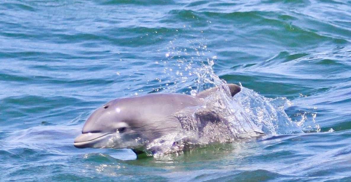 Atlantic City: Dolphin Watching Ocean Cruise Adventure