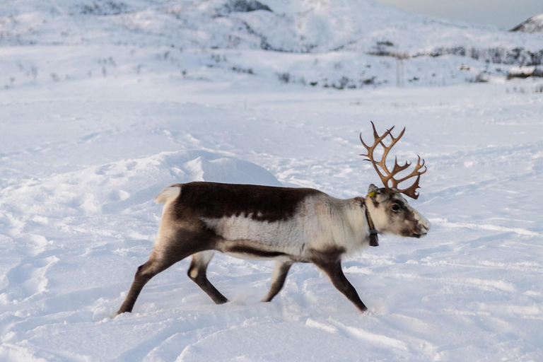 Tromsø: Exclusive Sámi Reindeer Experience with herders