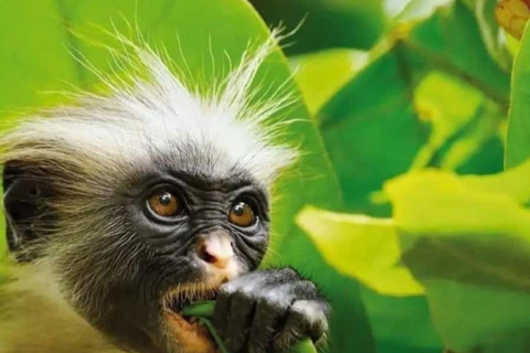 Zanzibar: Jozani forest and Butterfly day tour TOUR WITH TRANSFER (HOTEL PICK-UP AND DROP-OFF)