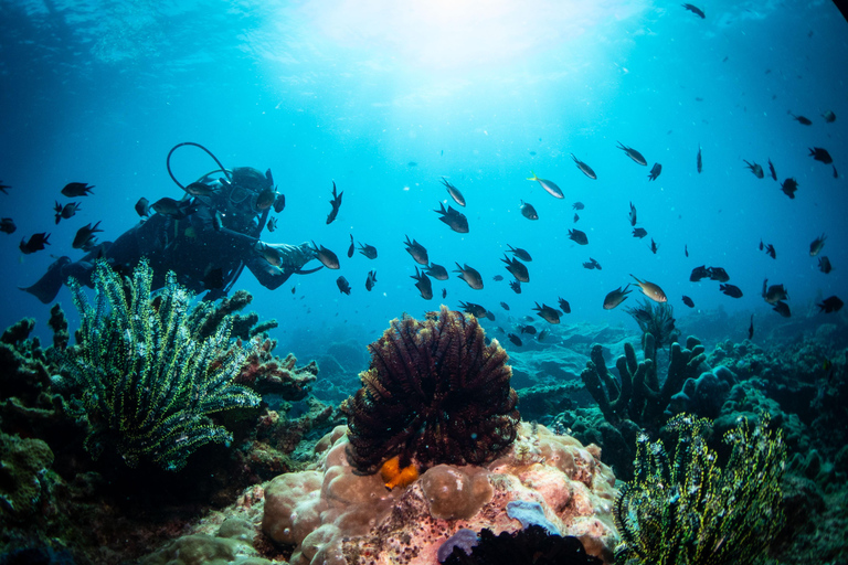 El Nido: Deep Blue Dive Seafari Experience