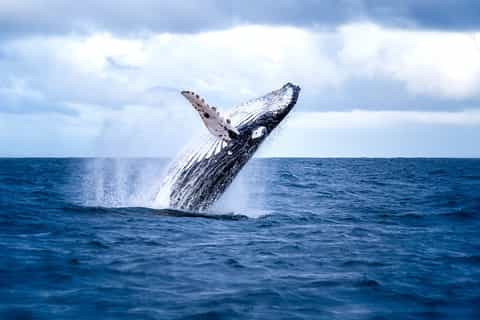 Hilo: Small-Group Humpback Whale Expedition