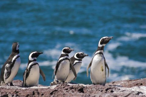 Ab Puerto Madryn: Punta Tombo Pinguin-Reservat