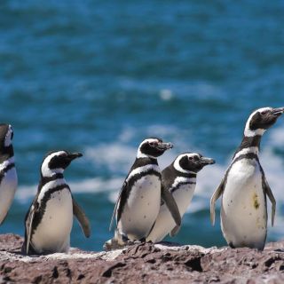 Puerto Madryn: Punta Tombo Penguin Reserve
