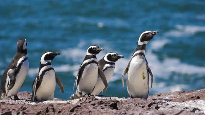 puerto madryn reserva de pinguins de punta tombo