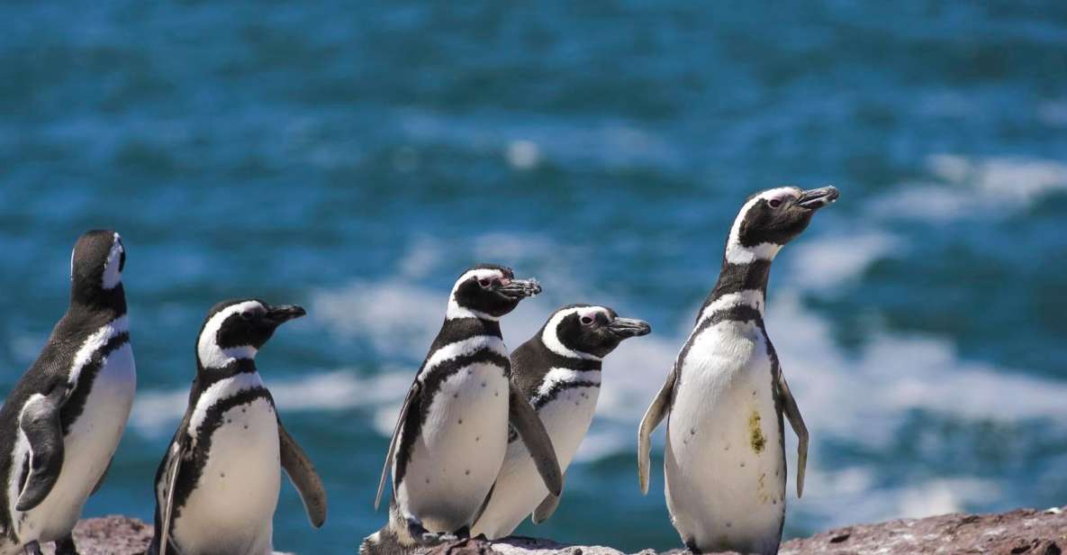 puerto madryn penguin tours
