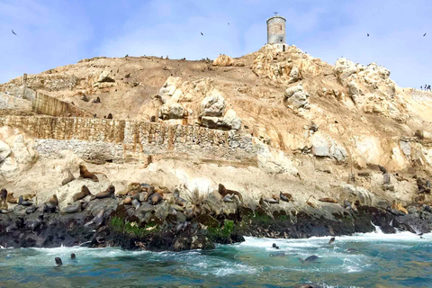 Islas Palomino: nada con leones marinos en océano PacíficoTour con punto de encuentro en Callao