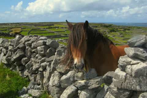 From Cork: 9-Hour Guided Ring of Kerry and Killarney Tour