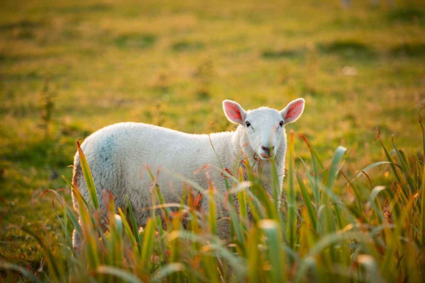 Desde Cork: Recorrido Guiado de 9 Horas por el Anillo de Kerry y Killarney