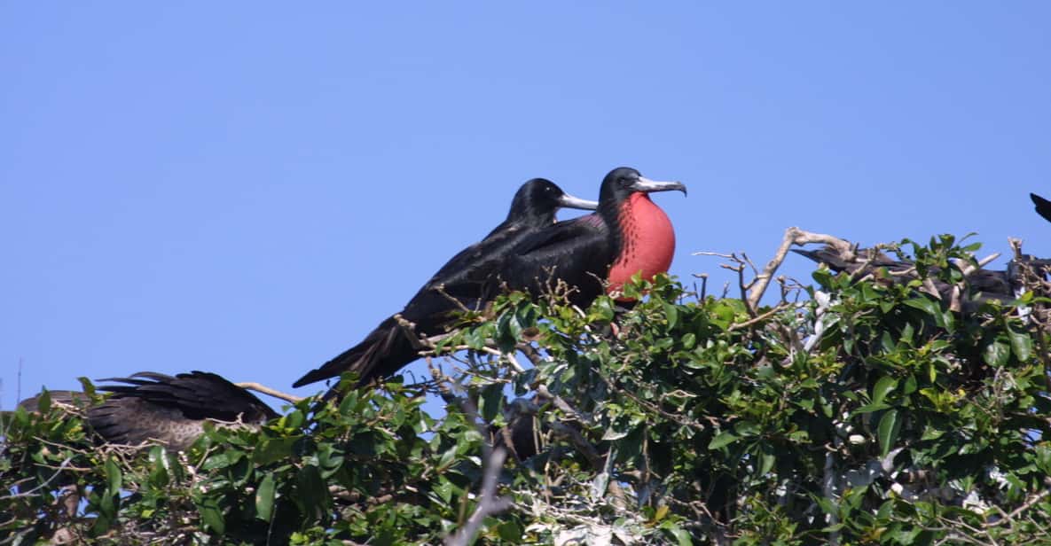 Cancun or Riviera Maya: Isla Contoy & Isla Mujeres Day Trip