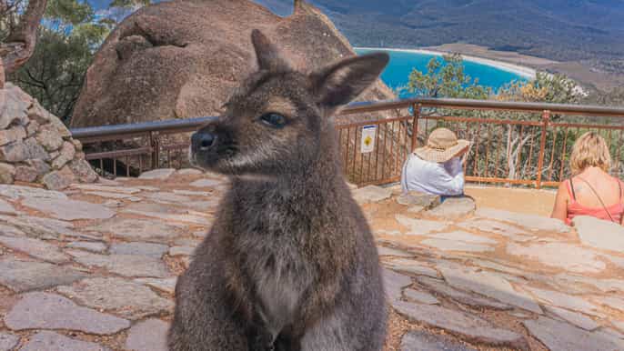 hobart wineglass bay freycinet national park via richmond