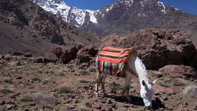 atlas and agafay day tour with sunset camel ride