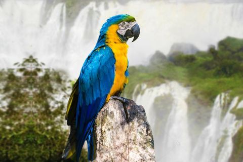 Puerto Iguazu: tour brasiliano delle cascate di Iguaza e del parco degli uccelli