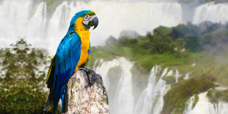 Parque das Aves no Parque das Cataratas do Iguaçu