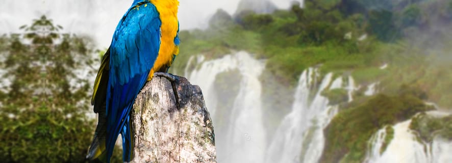 Puerto Iguazu: Iguaza Falls Brazilian Side & Bird Park Tour