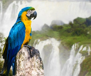 Puerto Iguazu: Iguaza Falls brasilianske side og fuglepark-tur