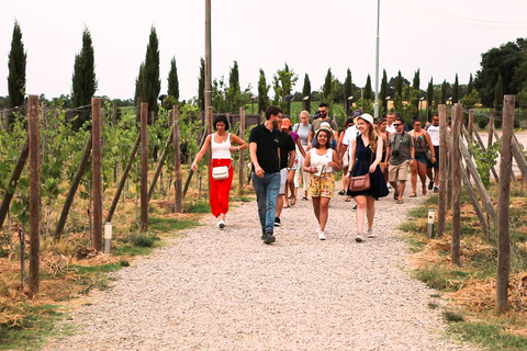 S. Gimignano, Siena, Chianti: eskorta, lunch i degustacjaS. Gimignano, Siena, Chianti: wycieczka z przewodnikiem, lunch i degustacja