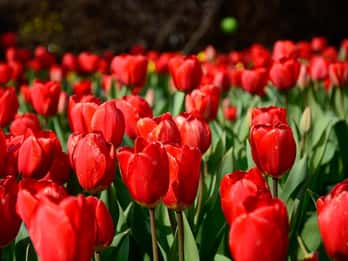 Amsterdam: 5D-Flug-Erlebnis & Besuch von Keukenhof Amsterdam: 5D-Flug-Erlebnis & Besuch von Keukenhof