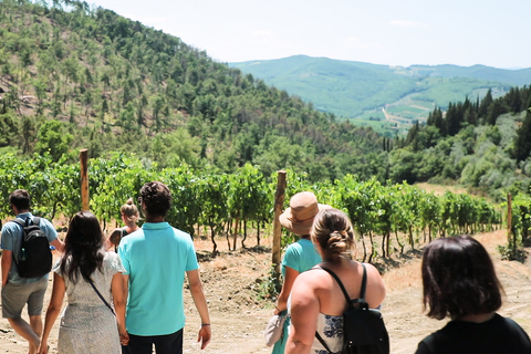 Depuis Florence : dégustation authentique de vins du ChiantiDégustation de vin en espagnol