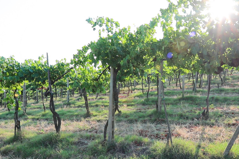 Da Firenze: Tour del vino Chianti con degustazioniTour pomeridiano con degustazione di vini in spagnolo