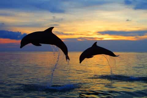 Hermanus: Sunset Cruise
