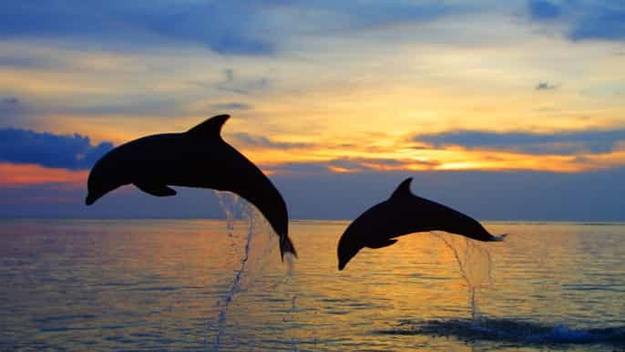 hermanus sunset cruise