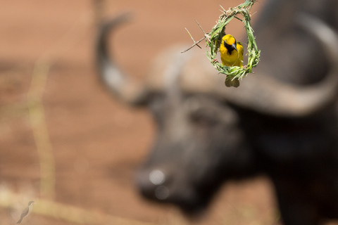 From Durban: Wildlife Lovers Big 5 Safari at 2 Game Reserves