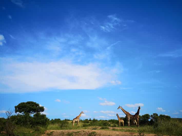 From Durban Wildlife Lovers Big 5 Safari at 2 Game Reserves GetYourGuide