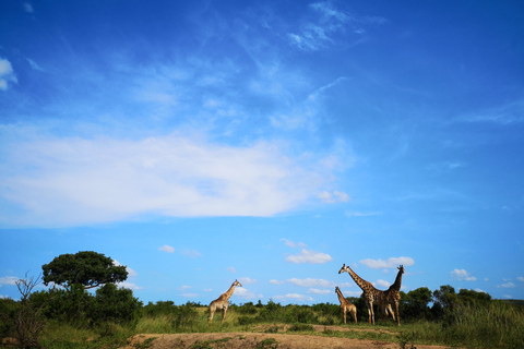 Ab Durban: Big-5-Safari in 2 Wildreservaten