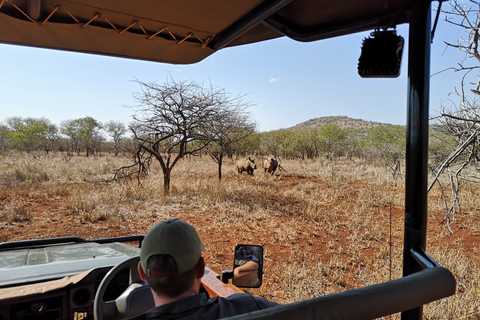 Desde Durban: Safari de los 5 Grandes para amantes de la fauna salvaje en 2 Reservas de Caza