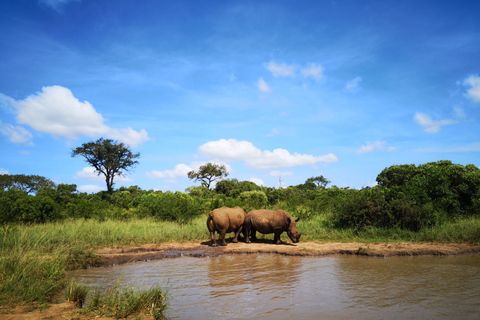 Ab Durban: Big-5-Safari in 2 Wildreservaten