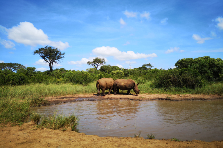 Ab Durban: Big-5-Safari in 2 Wildreservaten