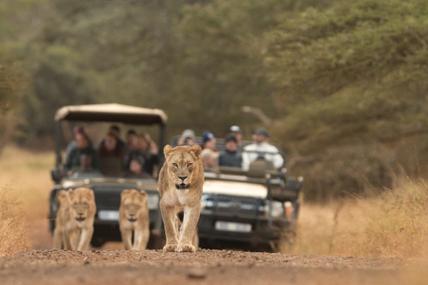 Z Durbanu: Wildlife Lovers Big 5 Safari w 2 rezerwatachZ Durbanu: Safari Big 5 dla miłośników dzikiej przyrody w 2 rezerwatach gier